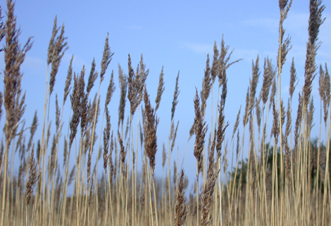 Reedbeds